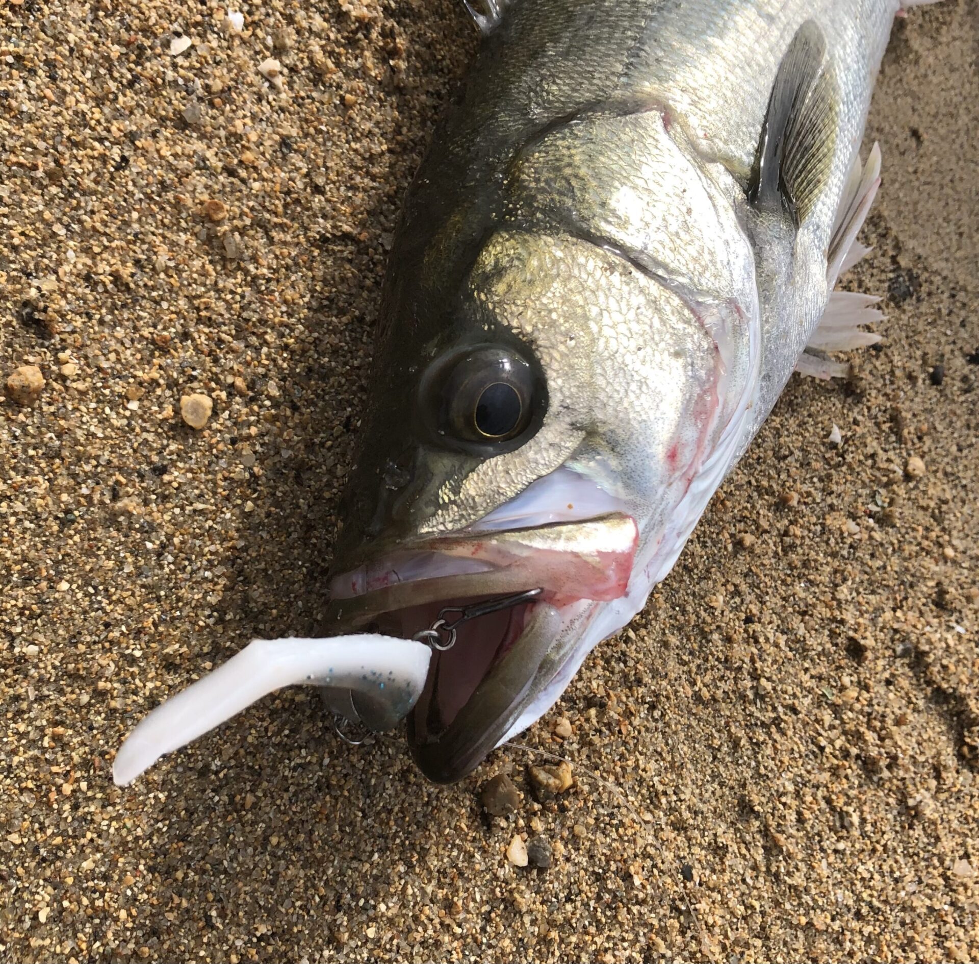 西宮シーバス釣行記 久々の釣果 Yossyのb級 Do楽